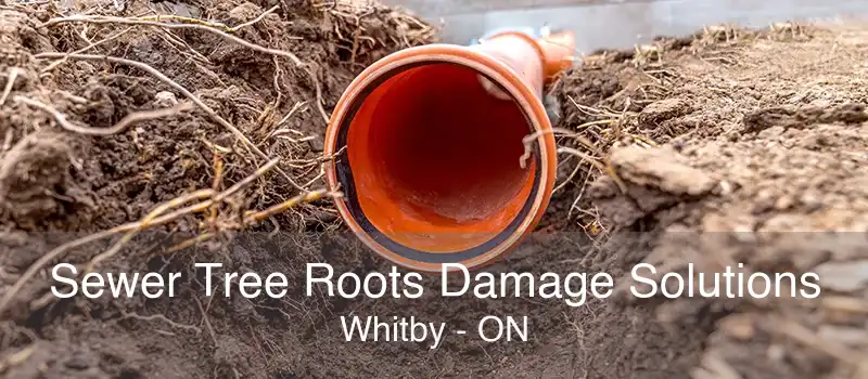 Sewer Tree Roots Damage Solutions Whitby - ON